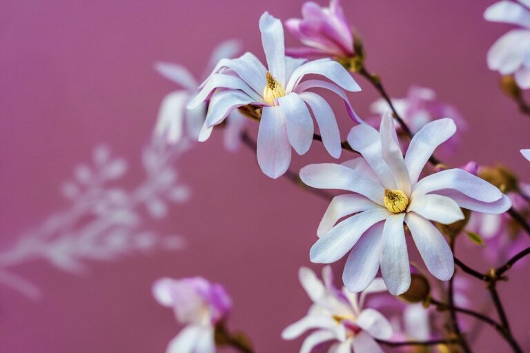 magnolia, spring, flowers-7855158.jpg