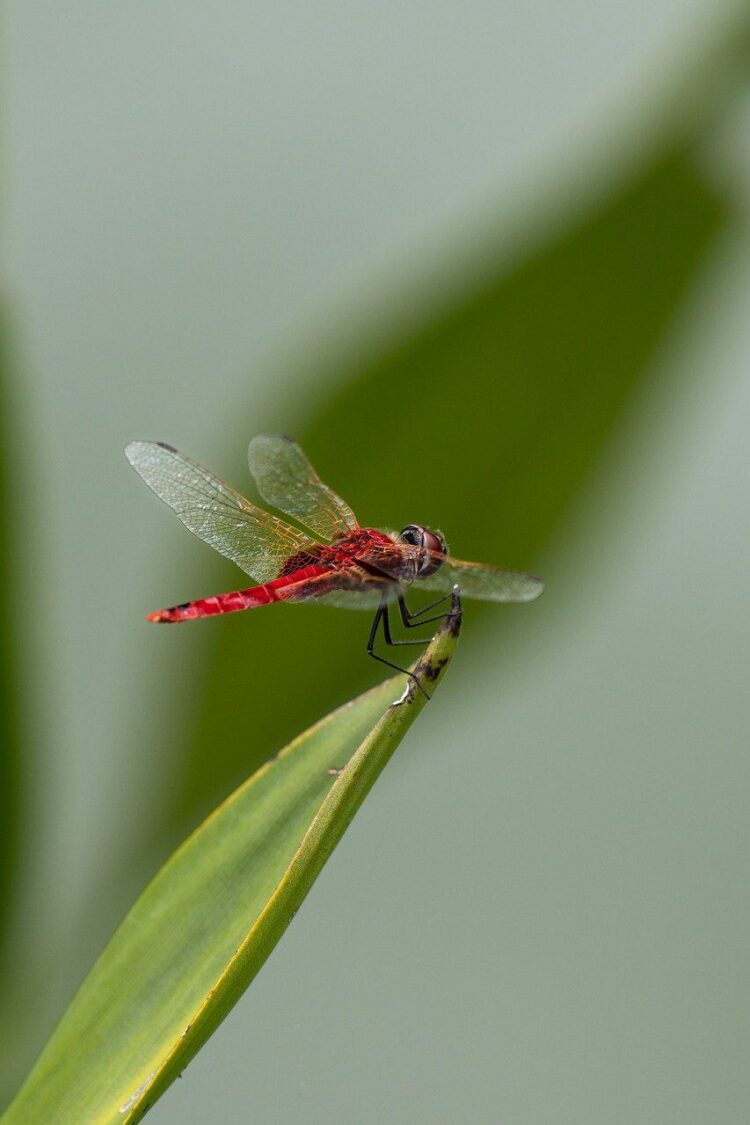 ruddy darter, dragonfly, insect-7927872.jpg