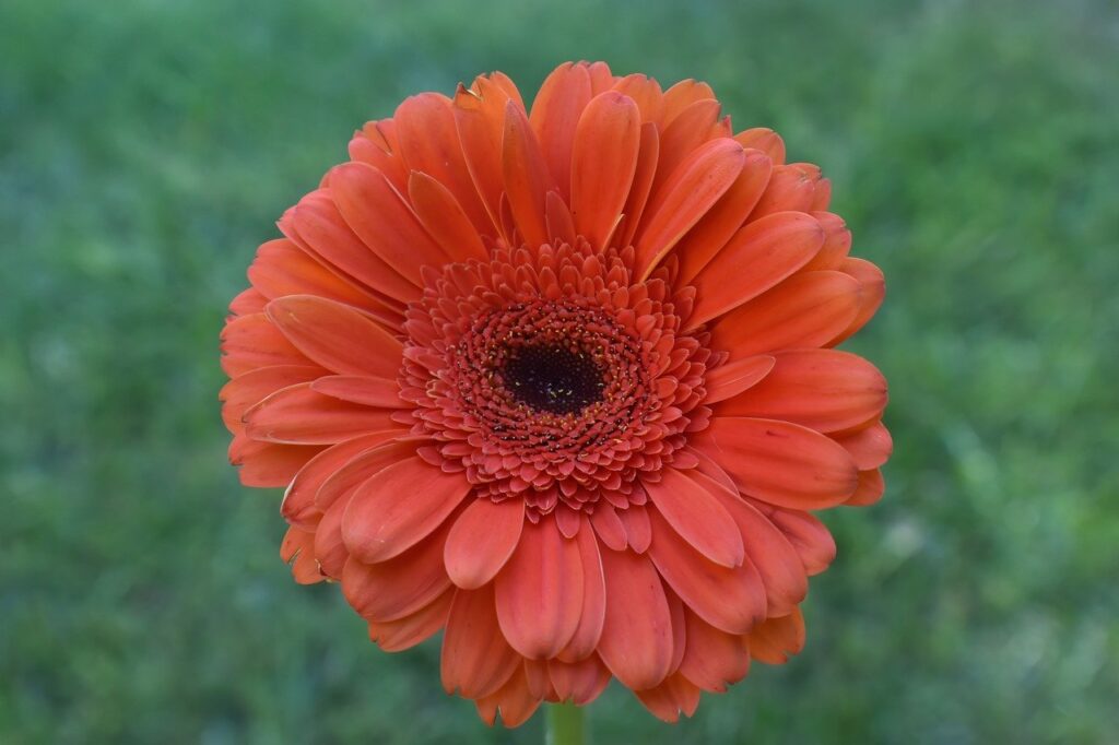 daisy, gerbera daisy, hd wallpaper-8151786.jpg