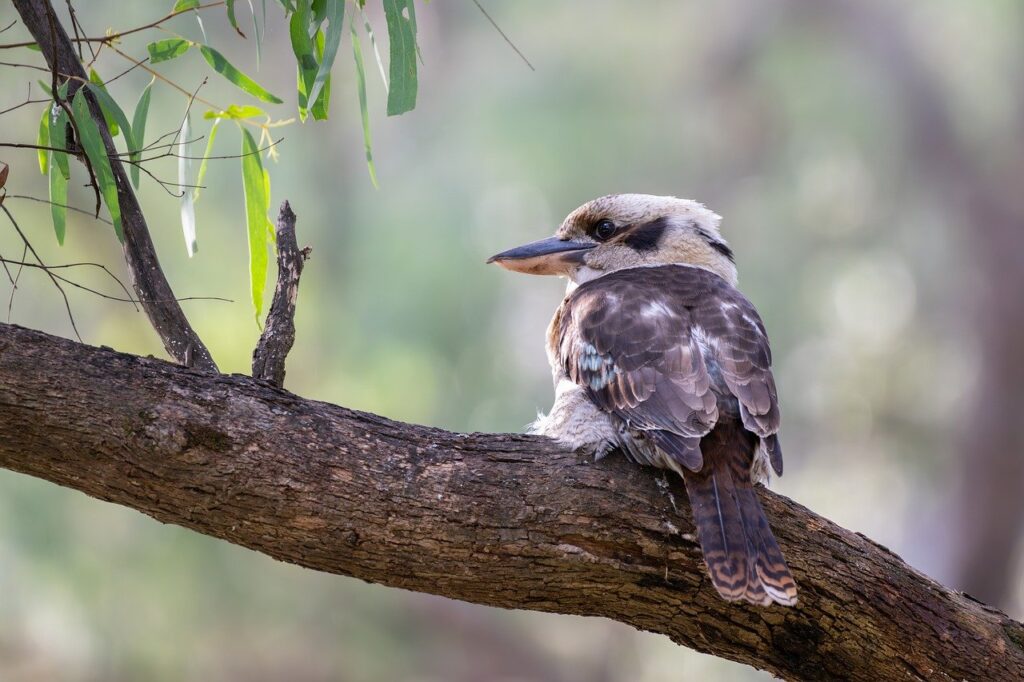 laughing kookaburra, kookaburra, bird-8148517.jpg